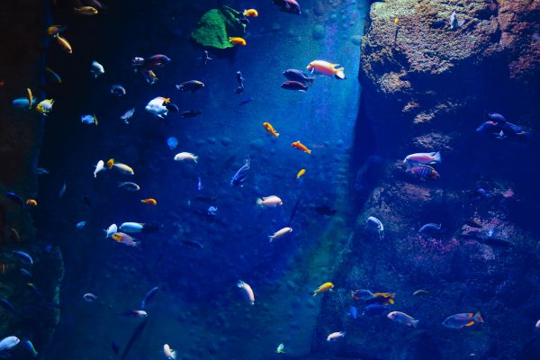 aquarium fish 